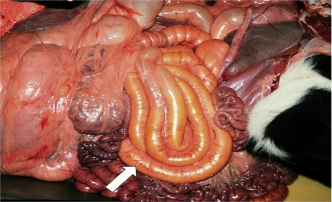 Advances in diagnosis of diseases causing diarrhea in newborn calves.