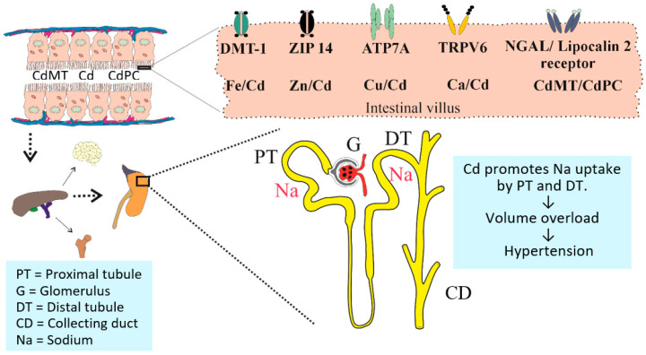 Hypertension in People Exposed to Environmental Cadmium: Roles for 20-Hydroxyeicosatetraenoic Acid in the Kidney.