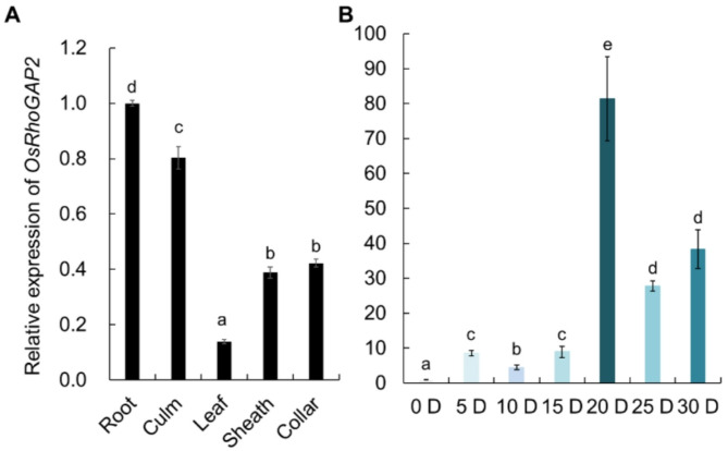 Genome-Wide Identification of the RhoGAP Gene Family and Main Function of OsRhoGAP2 in Seed Germination of Rice by Transcriptome Analysis.
