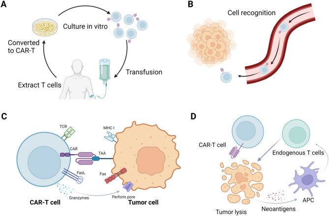 Advancements and challenges in CAR-T cell therapy for solid tumors: A comprehensive review of antigen targets, strategies, and future directions.