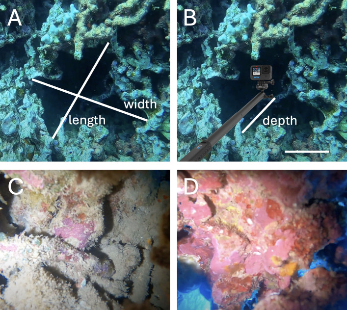 High abundances of crustose coralline algae inside cryptic coral habitats linked to coral reef functioning.