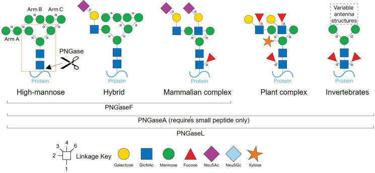 PNGaseL from <i>Flavobacterium akiainvivens</i> targets a diverse range of N-glycan structures.