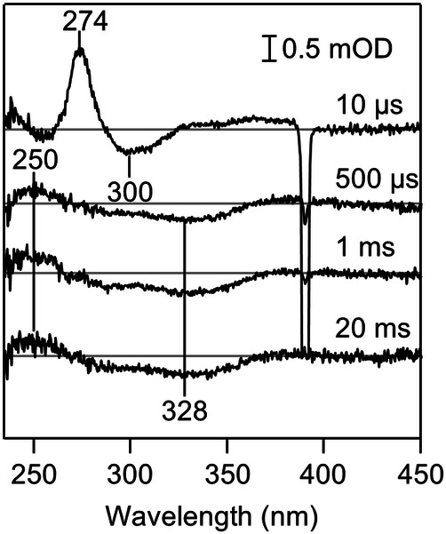 Infrared and ultraviolet spectroscopic characterization of a key intermediate during DNA repair by (6-4) photolyase.