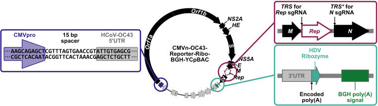 Assembly and Mutagenesis of Human Coronavirus OC43 Genomes in Yeast via Transformation-Associated Recombination.