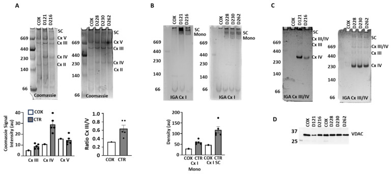 Dysfunctional Electron Transport Chain Assembly in COXPD8.