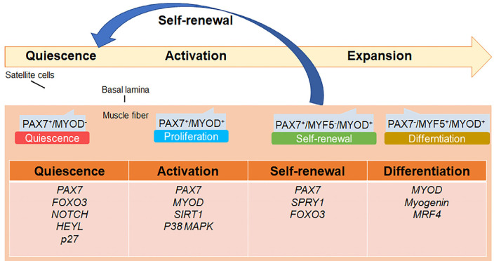 Regulatory Landscapes of Muscle Satellite Cells: From Mechanism to Application.