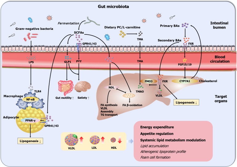 From gut microbial ecology to lipid homeostasis: Decoding the role of gut microbiota in dyslipidemia pathogenesis and intervention.