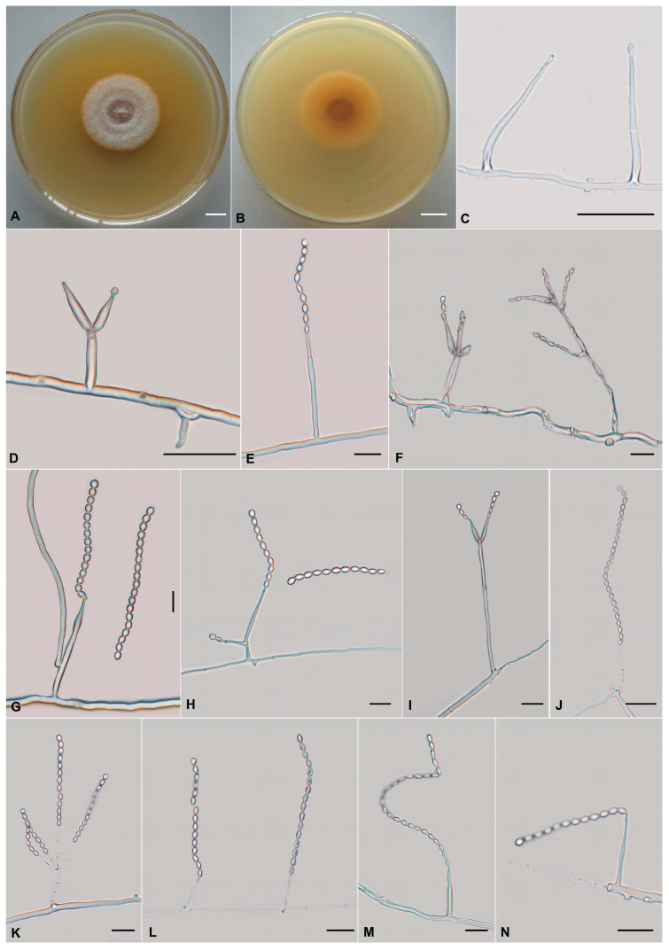 <i>Verticillium</i>-like Anamorphic Fungi in Sordariomycetes from Southwestern China: Two New Taxa and a New Record.