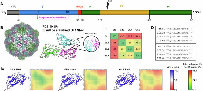 Stabilization of norovirus GII.3 virus-like particles by rational disulfide engineering.
