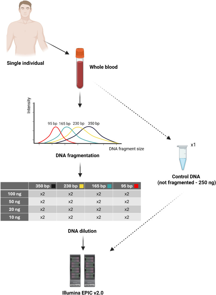 Evaluation of the HumanMethylationEPIC v2.0 Bead Chip Using Low Quality and Quantity DNA Samples.