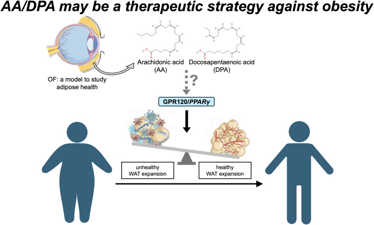 Orbital Fat is an Observation Model to Provide Insights into Adipocyte Hypertrophy and Hyperplasia During White Adipose Tissue Expansion.