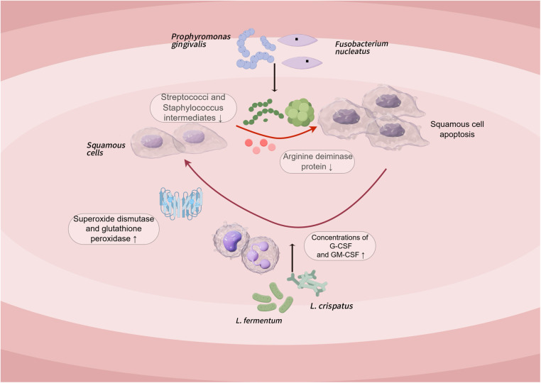 Microbiological mechanisms of oral mucosal disease: oral-intestinal crosstalk and probiotic therapy.