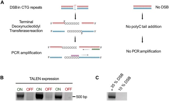 Fast and accurate quantification of double-strand breaks in microsatellites by digital PCR.