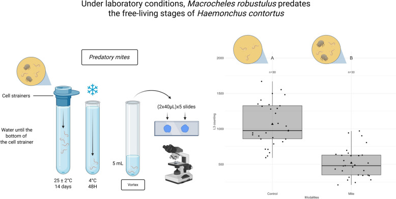 The mite Machrocheles robustulus (Mesostigmata, Macrochelidae) a new promising natural enemy of Haemonchus contortus (Strongylida, Trichostrongylidae).