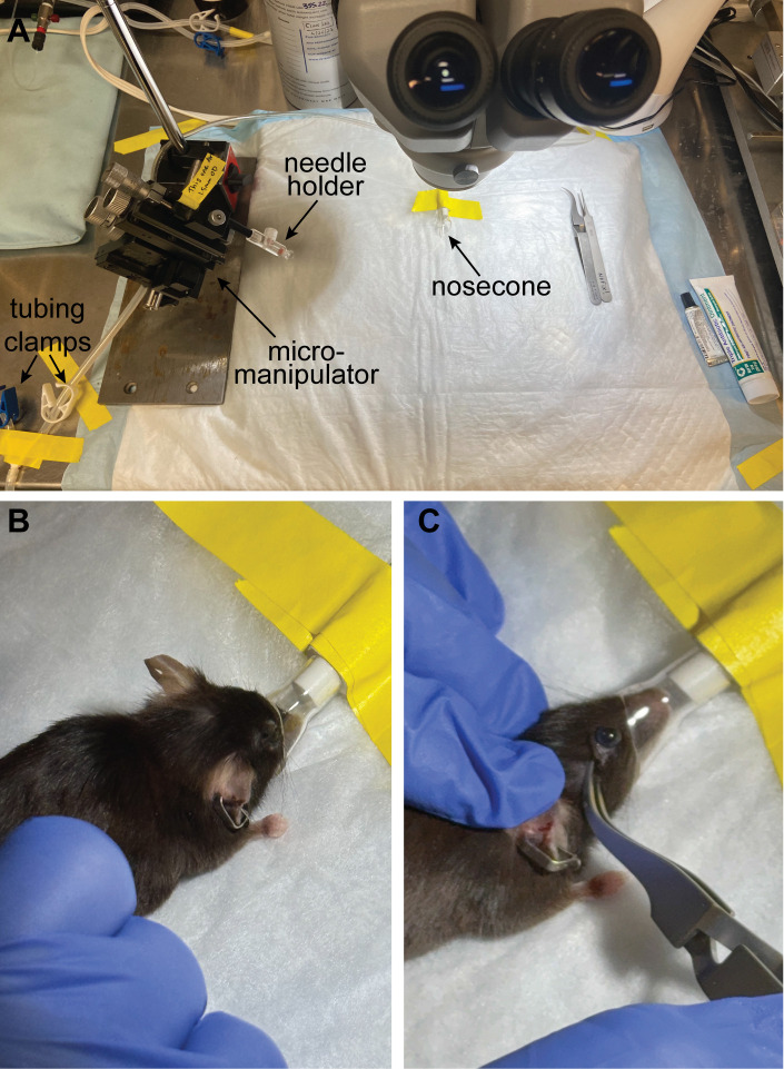 Intravitreal NHS-Biotin Injection and Immunohistochemistry to Label and Image Protein Transport in the Mouse Optic Nerve.