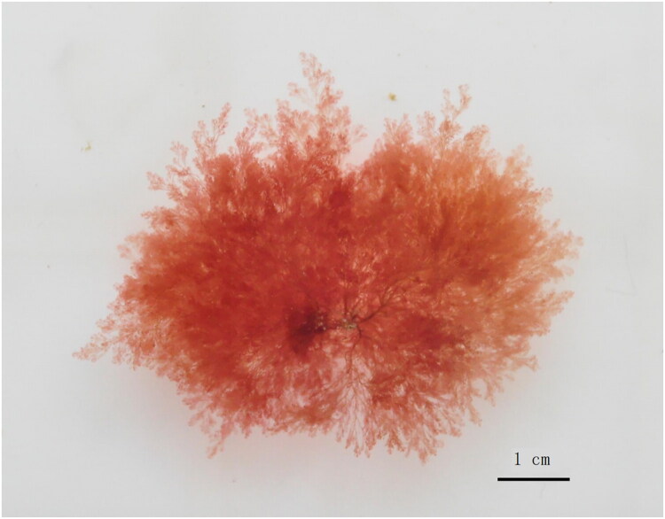 The first mitochondrial genome of <i>Callithamnion corymbosum</i> (Smith) Lyngbye 1819.