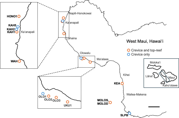 High abundances of crustose coralline algae inside cryptic coral habitats linked to coral reef functioning.