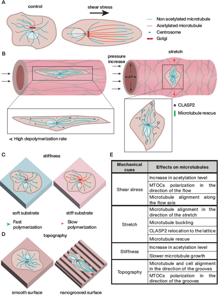 Microtubules and mechanosensing: key players in endothelial responses to mechanical stimuli.