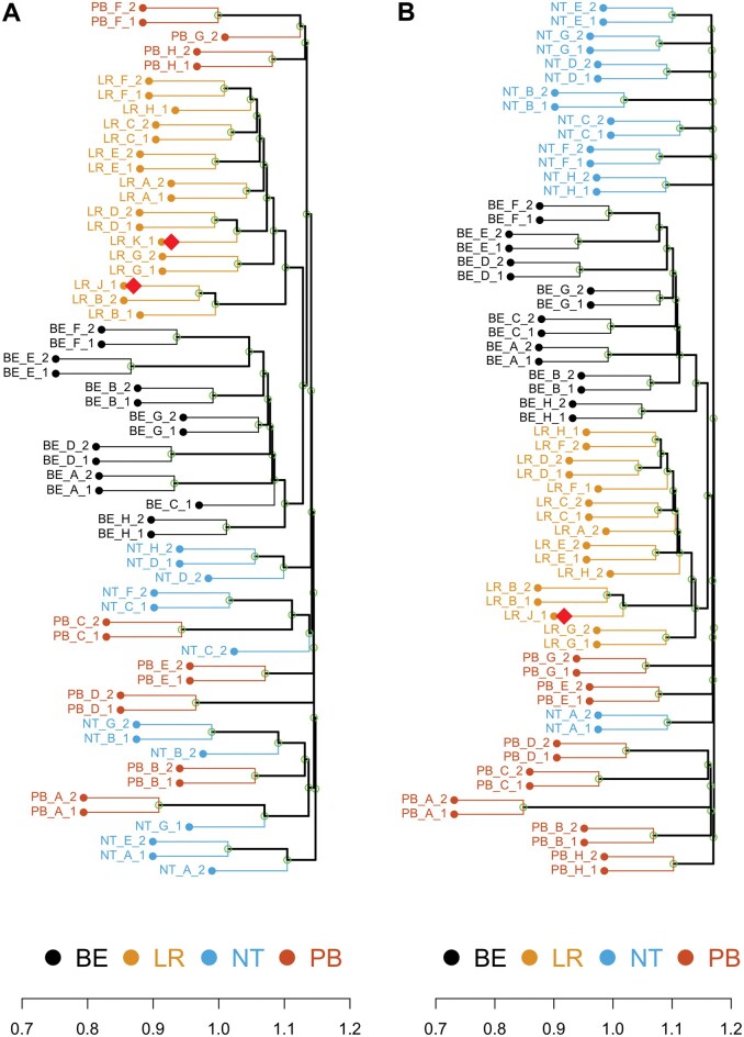 The canine T cell receptor repertoire.