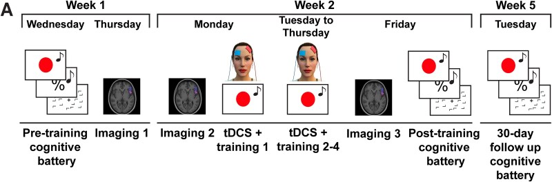 Generalized learning induced by training and tDCS is predicted by prefrontal cortical morphology.