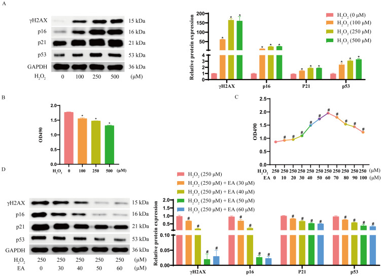 Ellagic Acid Mediates the Delay of Dermal Fibroblast Senescence via CSNK2A1.