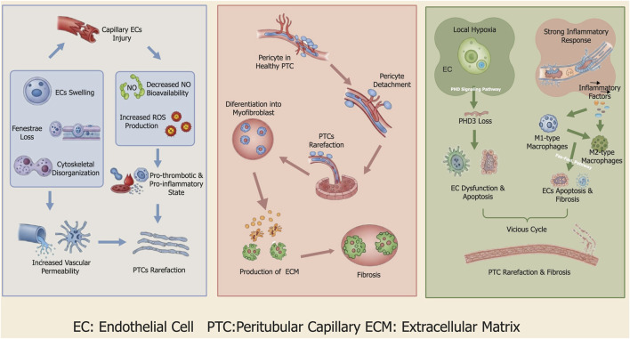 Molecular mechanisms and therapeutic advances of peritubular capillary neogenesis in acute kidney injury.