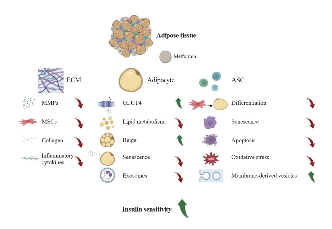Metformin and Adipose Tissue: A Multifaceted Regulator in Metabolism, Inflammation, and Regeneration.