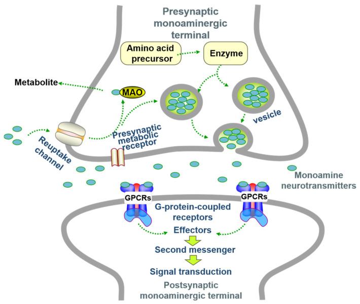 The Pathogenesis and Medical Treatment of Depression: Opportunity and Challenge.