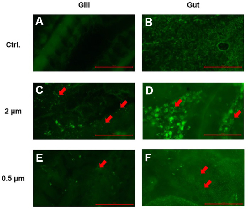 Assessment of the Risk of Microplastics on Gill and Gut Health and Subsequent Pathogen Susceptibility in the Goldfish Model.