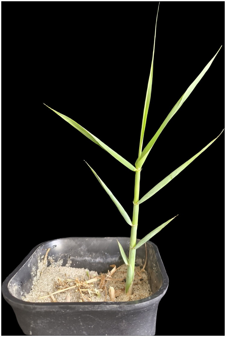 Characterization of the complete mitochondrial genome of <i>Pennisetum giganteum</i> A. Rich. (Poaceae).