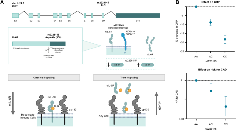 Human Genetics Informing Drug Development in Cardiovascular Disease: Interleukin-6 Signaling as a Case Study.
