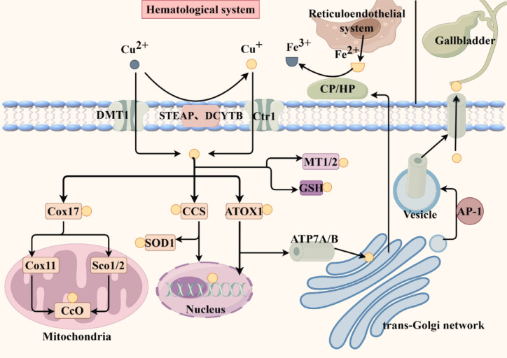 Copper and hepatic lipid dysregulation: Mechanisms and implications.