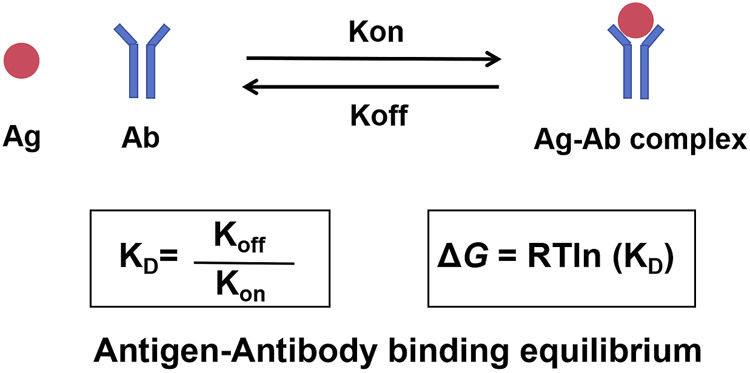 Integrating thermodynamics and molecular kinetics into western blotting teaching.