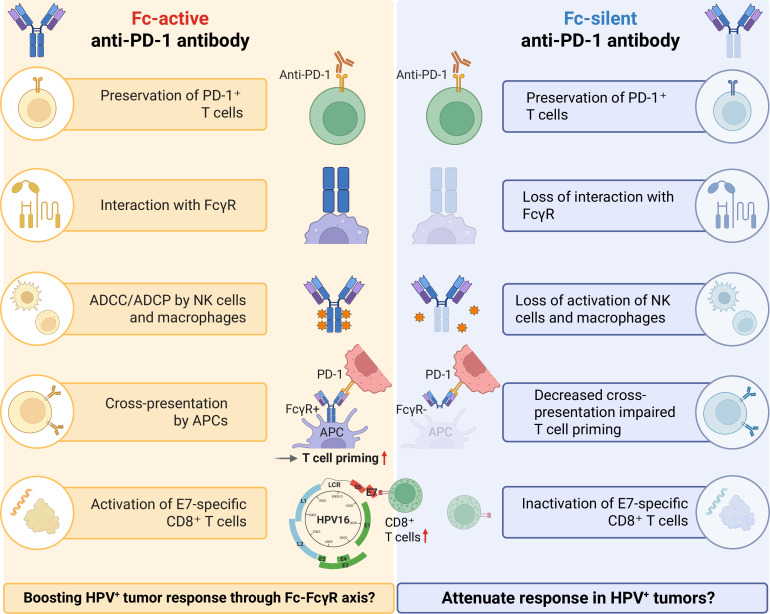 HPV-positive HNSCC and Fc-silent PD-1 blockade: a clinical discrepancy that raises next immunological questions.