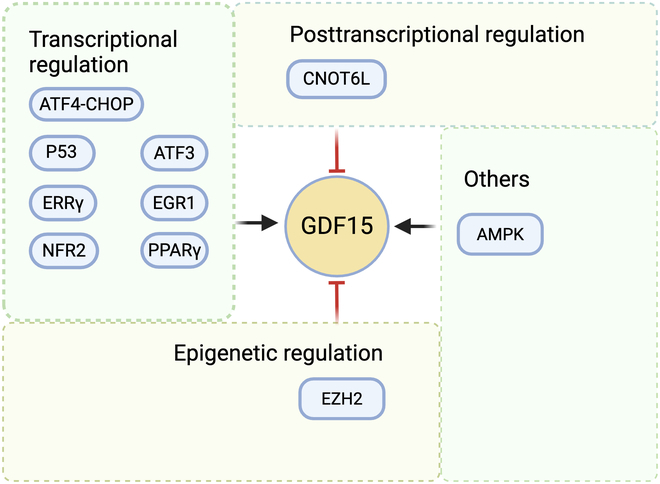 Emerging Roles of GDF15 in Metabolic and Cardiovascular Diseases.