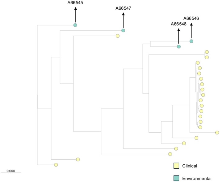 Appearance of Environment-Linked Azole Resistance in the Aspergillus fumigatus Complex in New Zealand.