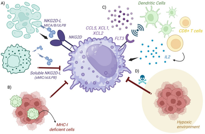 Unleashing NK cells for cancer immunotherapy in lung cancer: biologic challenges and clinical advances.