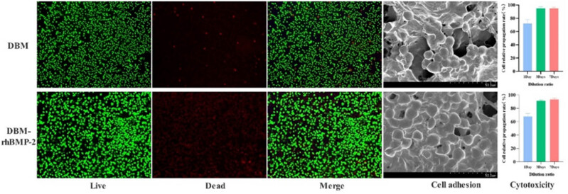 Experimental study on salmon demineralized bone matrix loaded with recombinant human bone morphogenetic protein-2: <i>In vitro</i> and <i>in vivo</i> study.