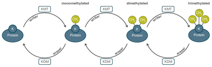 Uncovering Enzyme-Specific Post-Translational Modifications: An Overview of Current Methods.