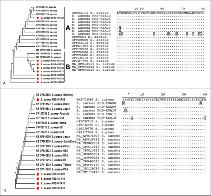 Prevalence, toxin virulence genes and investigating the effect of mutations in the tetracycline gene (tetK) on the response of methicillin-resistant Staphylococcus aureus to antibiotics: a study in sickle cell disease patients in Riyadh, Saudi Arabia.