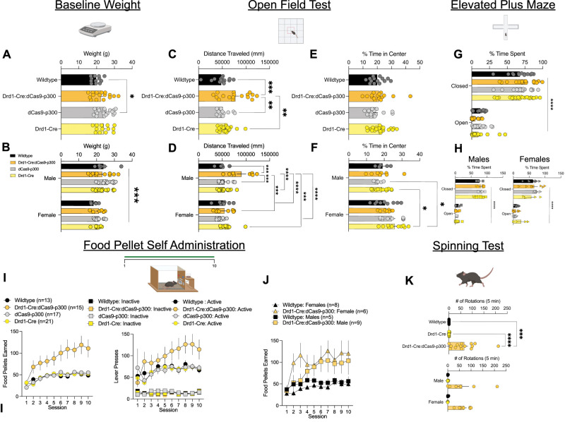 Dopamine Receptor 1 Specific CRISPRa Mice Exhibit Disrupted Behaviors and Striatal Baseline Cellular Activity.