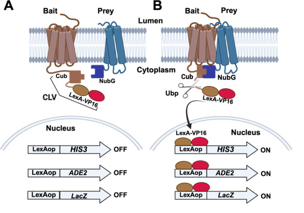 Integrated Membrane Yeast Two-Hybrid System for the Analysis of Membrane Protein Complexes.