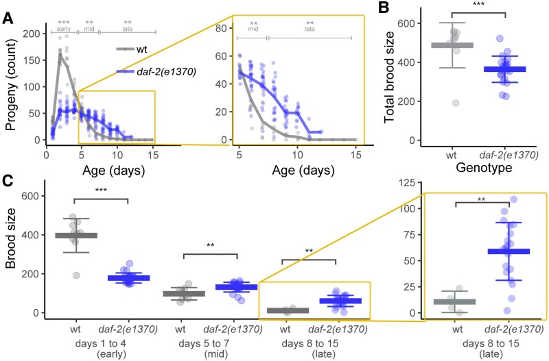 Notch signaling in germ line stem cells controls reproductive aging in <i>Caenorhabditis elegans</i>.
