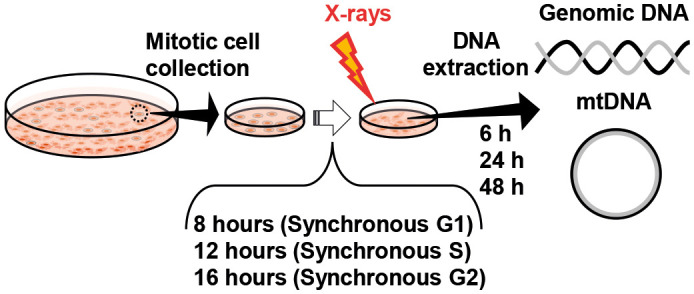 Cell cycle- and dose-dependent effects on mitochondrial DNA copy number variation following irradiation.