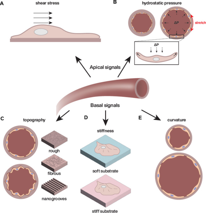 Microtubules and mechanosensing: key players in endothelial responses to mechanical stimuli.