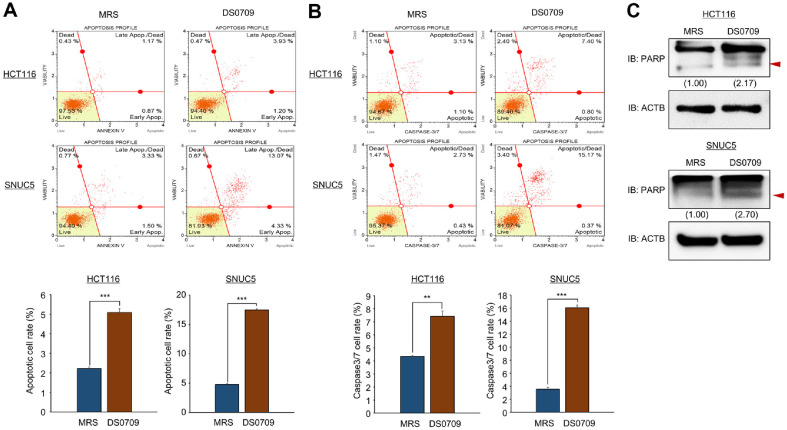 Apoptosis-Inducing Effects of <i>Lactobacillus plantarum</i> DS0709 in Colorectal Cancer.