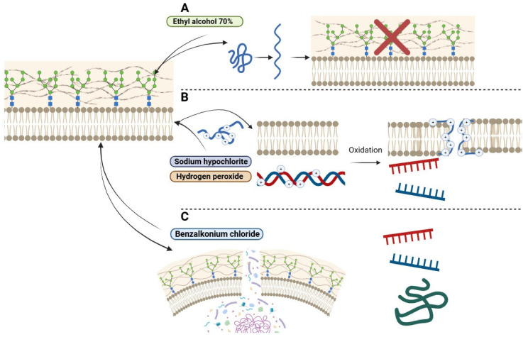 Biocide Tolerance, Biofilm Formation, and Efflux Pump Activity in Clinical Isolates of <i>Trichosporon asahii</i>.