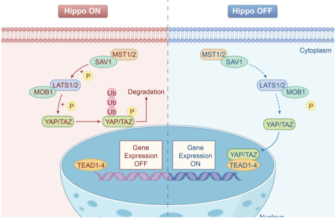 The components and regulation of the Hippo pathway and its relationships with the progression and treatment of Non-small cell lung cancer (NSCLC).