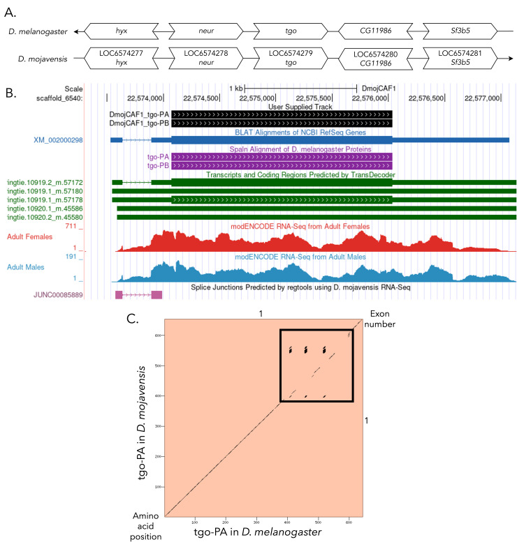 Gene model for the ortholog of <i>tgo</i> in <i>Drosophila mojavensis</i>.