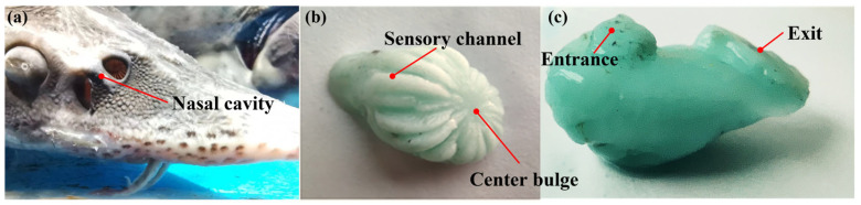 Structure Design and Performance Study of Bionic Electronic Nasal Cavity.